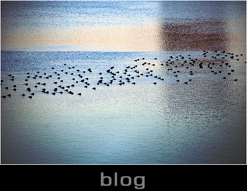 Blog entrance, Central Park, New York, pond, birds